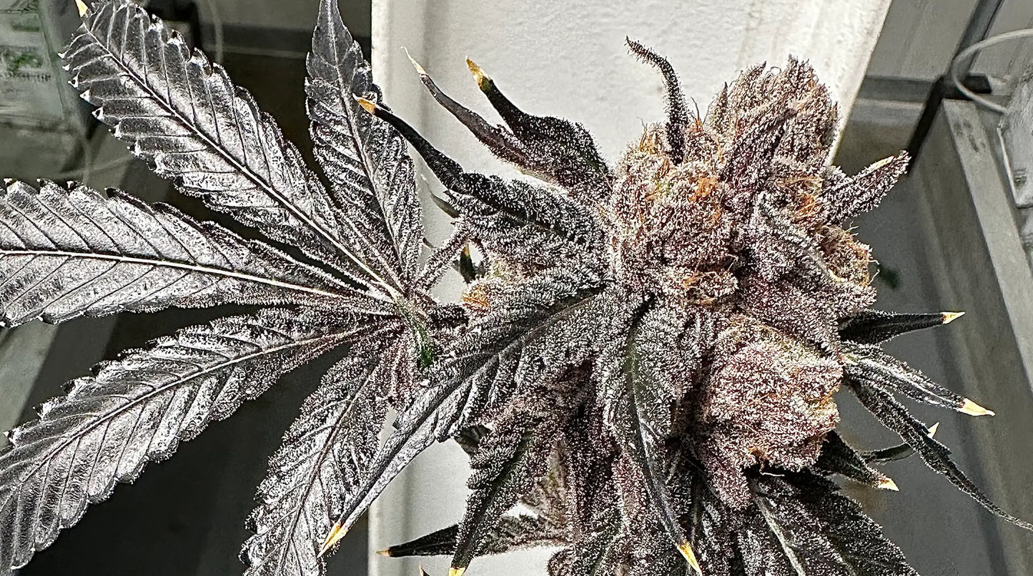 Love Lÿfe (Wild Lÿfe x The Smooch) Reg 15 seeds