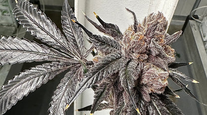 Love Lÿfe (Wild Lÿfe x The Smooch) Reg 15 seeds