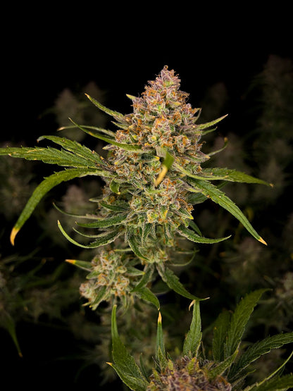 Guava Auto™ 5-Pack
