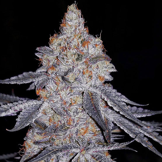 Banana Daddy R1 (GRAND DADDY PURP x BANANA HAMMOCK R1) 5-Pack