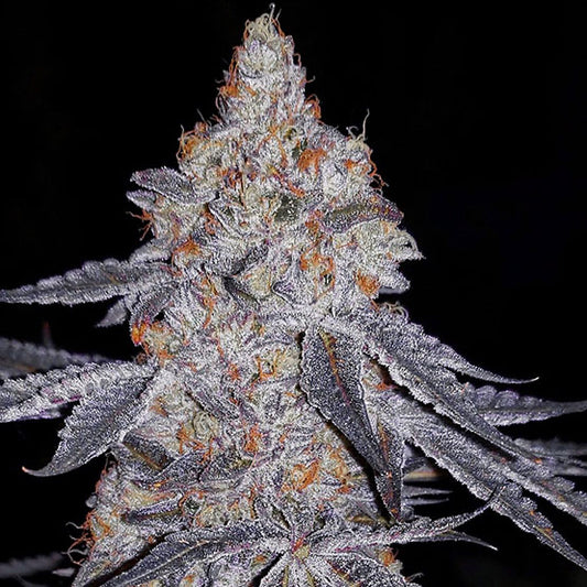 Banana Daddy R1 (GRAND DADDY PURP x BANANA HAMMOCK R1) 5-Pack