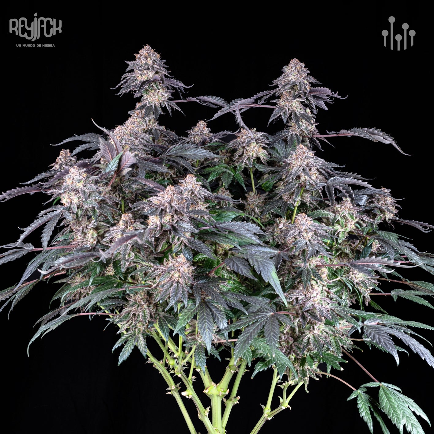 Grape Venom (Scorpion Venom x Tropicanna Punch) FEM 5-Pack