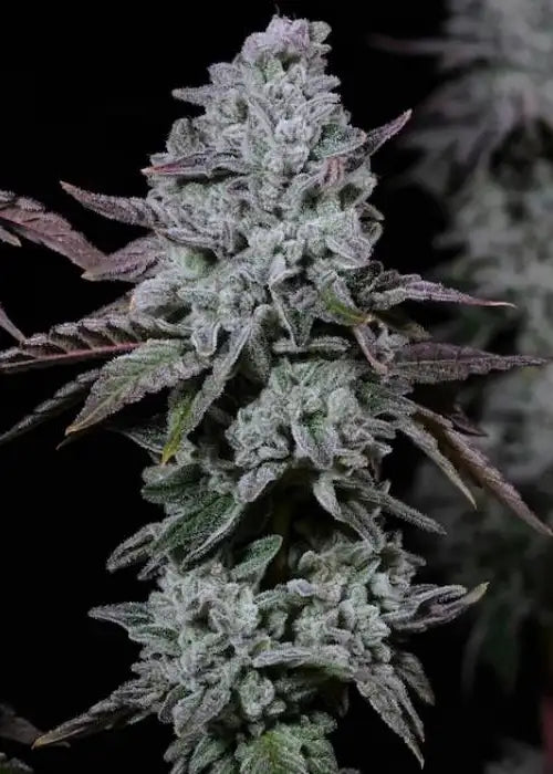 Banana Daddy IBL AUTO (BANANA HAMMOCK AUTO x GRAND DADDY PURPLE) 6-Pack