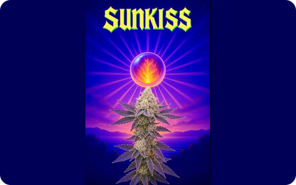 Sunkiss (Sunrize x The Smooch) Reg 15 seeds
