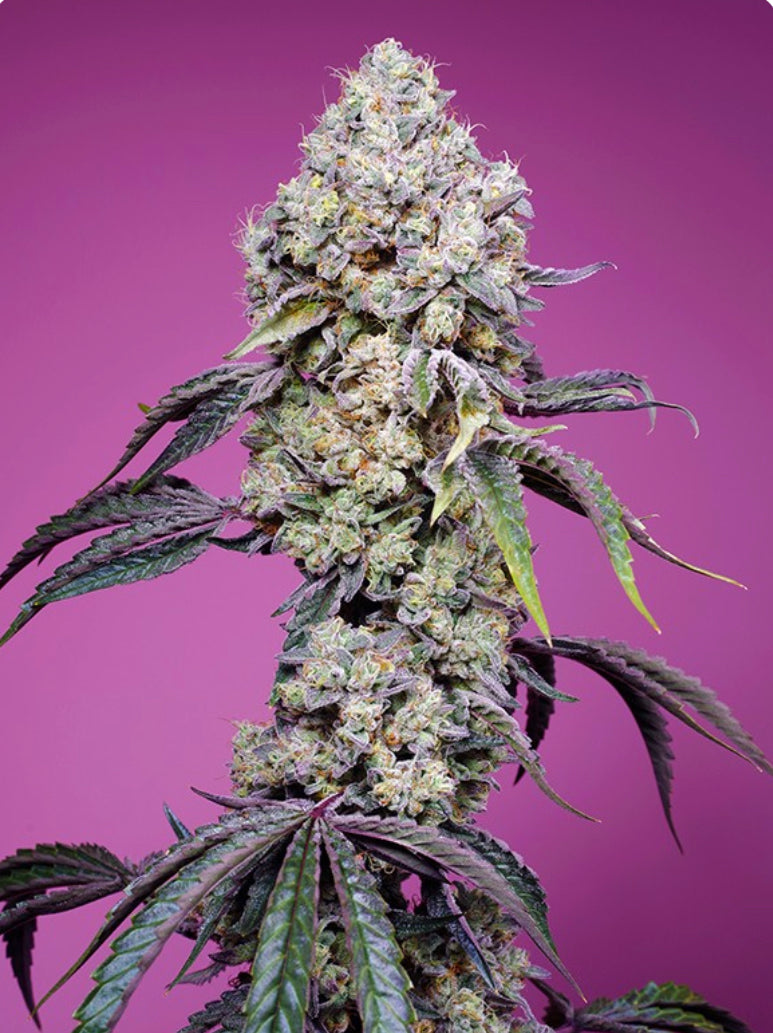 Sweet Mandarine Zkittlez F1 Fast (Zkittlez x Sweet Mimosa XL Auto) 5(+2) seeds