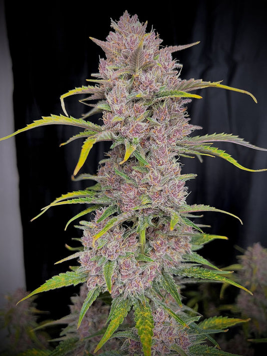 Banana Purple Punch Auto 5-Pack