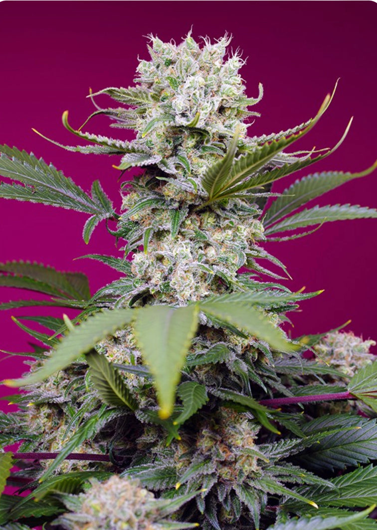 Sweet Mandarine Zkittlez XL AUTO (Zkittlez x Sweet Mimosa XL Auto) 5(+2) seeds