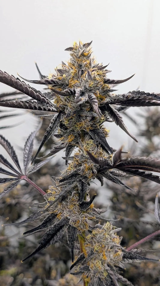 Kakashi (Poison Gushers x Zuchi) x (Cold Heat x Zonuts) 6 seeds + 3 Sour D x Zoda