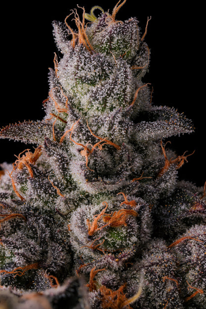 90 Proof (GRAPE GAS X PAVÈ) 7 seeds