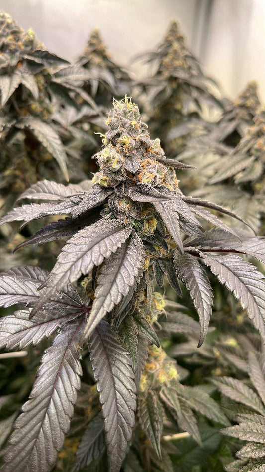 Gary Satan (Gary Payton x Jealousy) 6 seeds