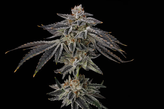Purple Ink ((Chile Verde x Zuchi) x Limecai)