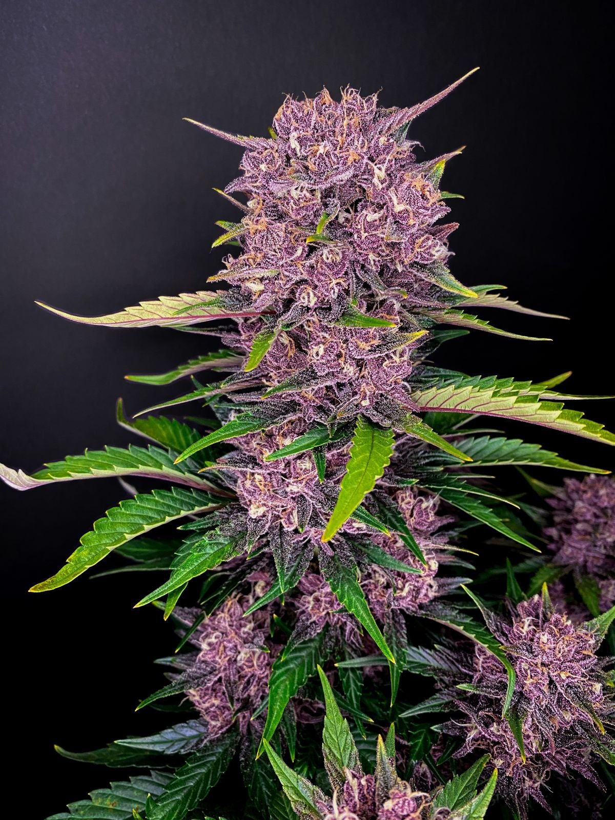 Purple Lemonade Auto 5-Pack