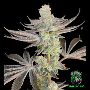 Garlic dip (Garlic smoothie #8 X Truffle Treats) 10 seeds