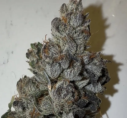 Ojos Locos (Ojos Rojos x The Smooch) Reg 15 seeds
