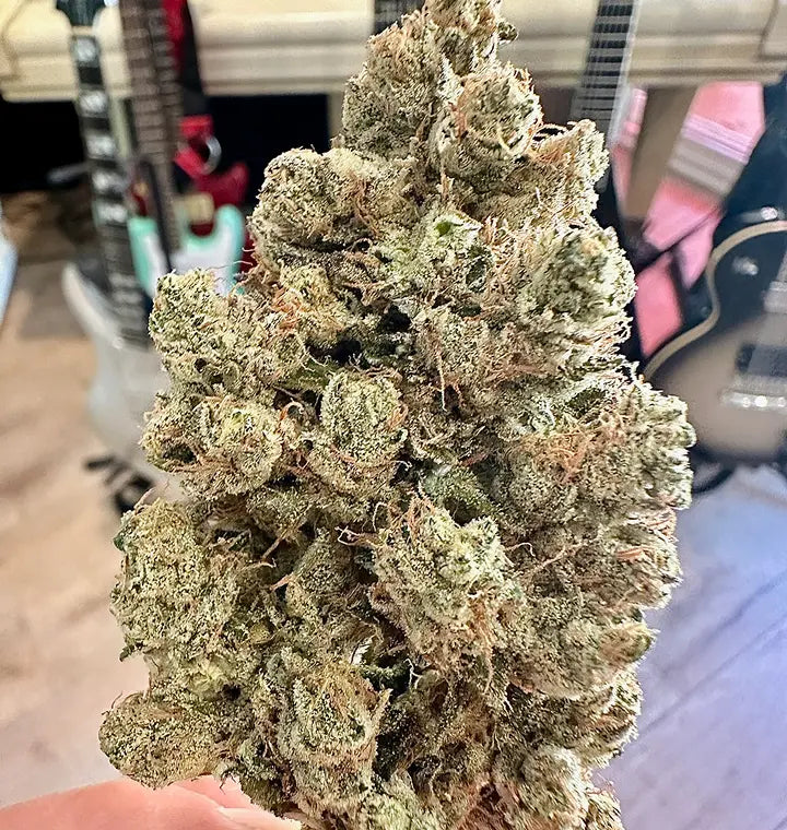 Skull Crusher (Spinal Tap x The Smooch) Reg 12 seeds