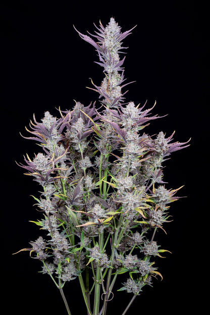 Wedding Glue Auto 5-Pack + 1 Gorilla Zkittlez Auto