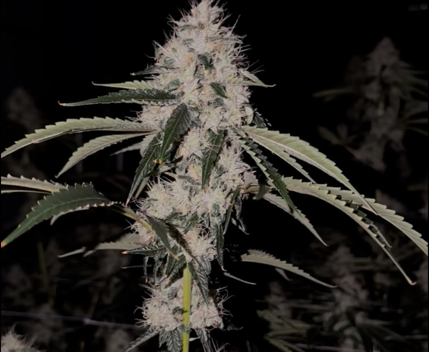 Skull Crusher (Spinal Tap x The Smooch) Reg 12 seeds