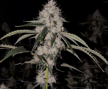 Skull Crusher (Spinal Tap x The Smooch) Reg 12 seeds