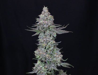 Slipstream (Animal Mints x Jet Fuel Gelato) 5 seeds