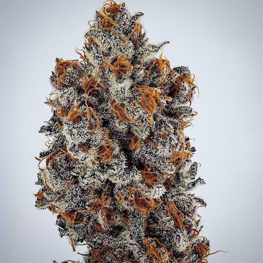 Banana Hammock RBX (GRAPE GOD x MANDARIN SUNSET) 5-Pack