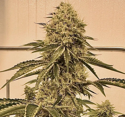 Turtle´s Key Club (Oryan OG x The Smooch) Reg 12 seeds