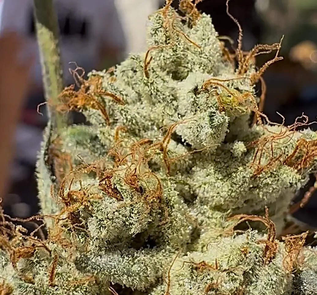 Kali Sour Kiss (Kali Sour Kush x The Smooch) Reg 12 seeds
