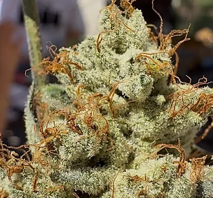 Kali Sour Kiss (Kali Sour Kush x The Smooch) Reg 12 seeds