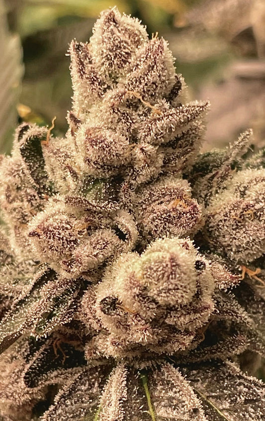 BBL (Banana Blueberry x Blue Lobster) 7-Pack