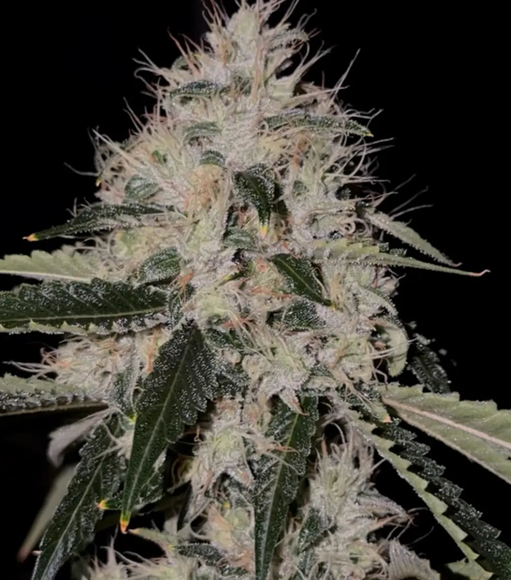 Skull Crusher (Spinal Tap x The Smooch) Reg 12 seeds