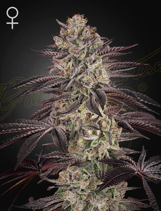 Biscotti (Biscotti x Gelato #41 Auto) 5-Pack