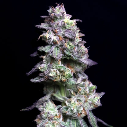 Baked Apple Cherries (Apple Fritter x Cherry Pie) 3 seeds