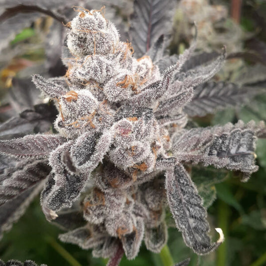 Bakers Fruit (Apple Fritter x Purple Cherry Cookies) 3 seeds
