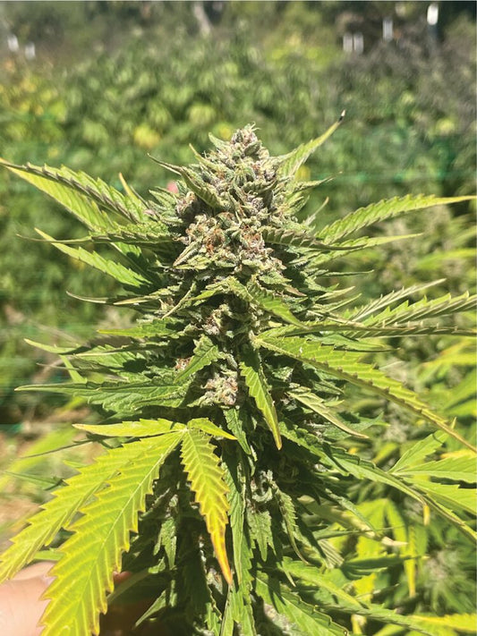 Banana Melt Fem (Banana Melt Bx3 x Blue Dream x Squirt) 5-Pack