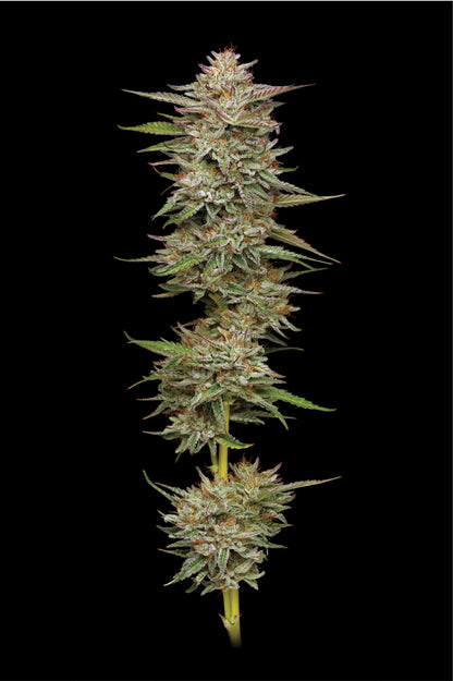 Banana OG Auto (Banana OG S1 #21 x Mint Jelly Auto x Banana OG Auto Bx3) 5-Pack