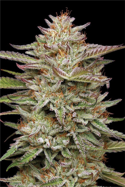 Banana OG Auto (Banana OG S1 #21 x Mint Jelly Auto x Banana OG Auto Bx3) 5-Pack