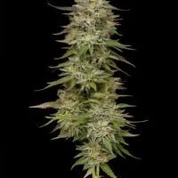 Golden Sands (GMO x Kashmir OG x Blackberry Kush) 5 seeds