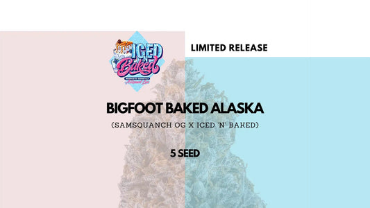 BIGFOOT BAKED ALASKA AUTO (SAMSQUANCH OG X ICED ‘N’ BAKED) 3-Pack