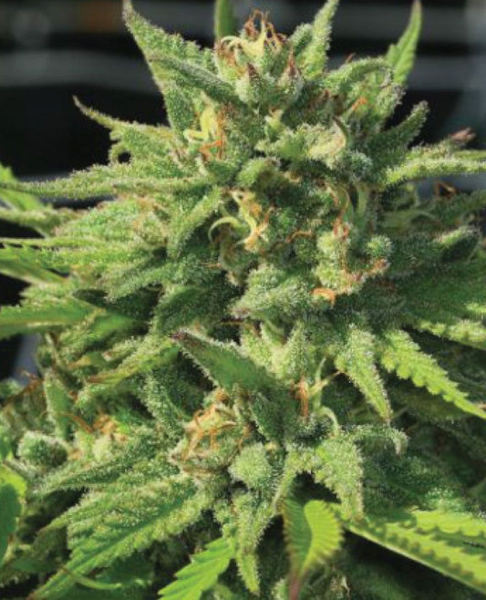 Bigfoot Glue Fem (Bigfoot Glue Bx4 x Humboldt Headband x Gorilla Glue #4) 5-Pack