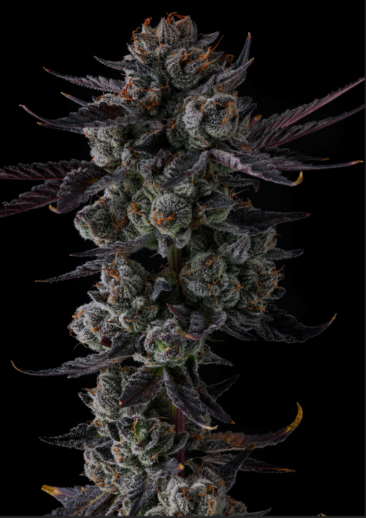 Any Day (LCG x Grape Gas) 7-Pack