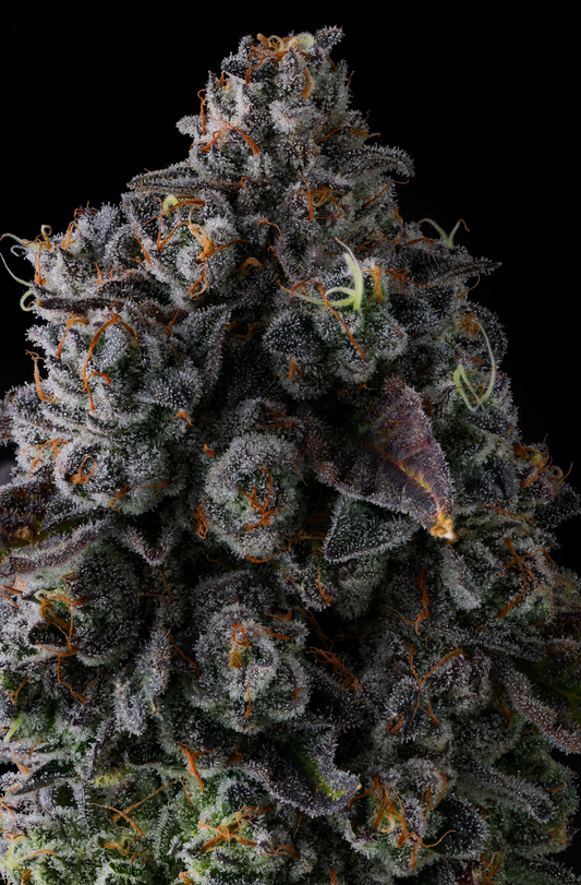 Crystal Chalice (Pavé x Grape Gas) 7-Pack