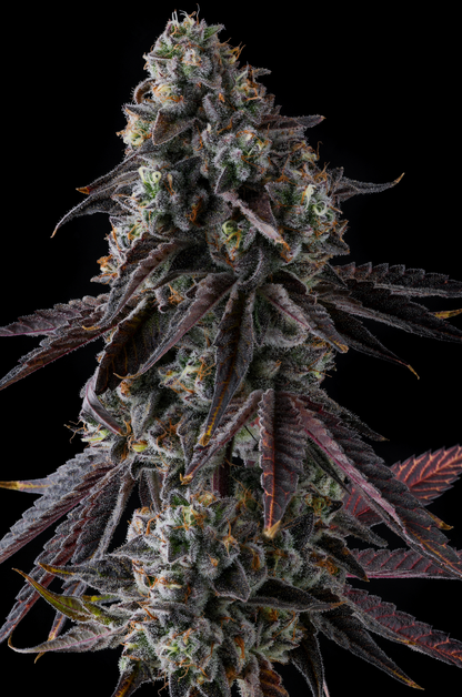 Fruit Riot (Strawberry Bonanza x Grape Gas) 7-Pack
