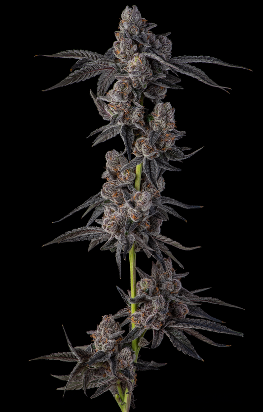 Mellowz (Spritzer x Grape Gas) 7-Pack