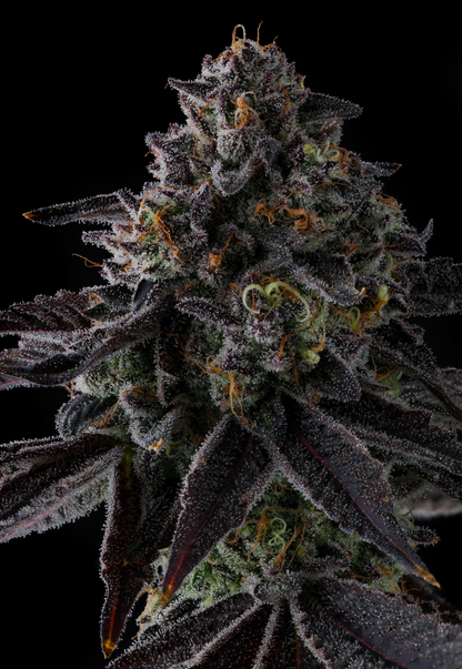 Status Symbol (Double Up x Grape Gas) 7-Pack