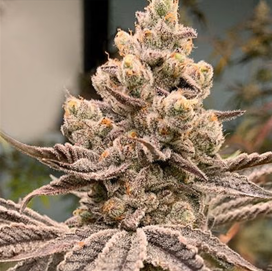 Frozen Grapes (Mendobreath x Platinum) 3-Pack