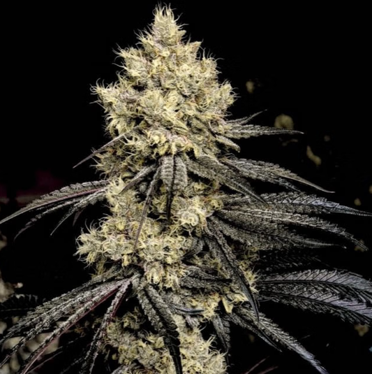 Pillows R1 (Candy Store #38 x Marshmallow OG) 5-Pack