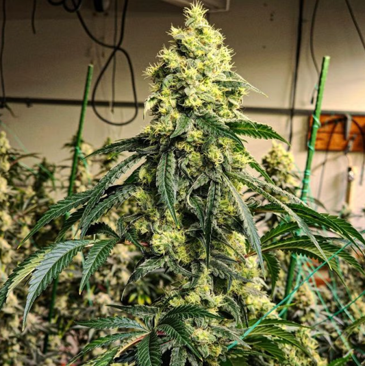Sour G R1 (Sour Diesel x Marshmallow OG) 5-Pack