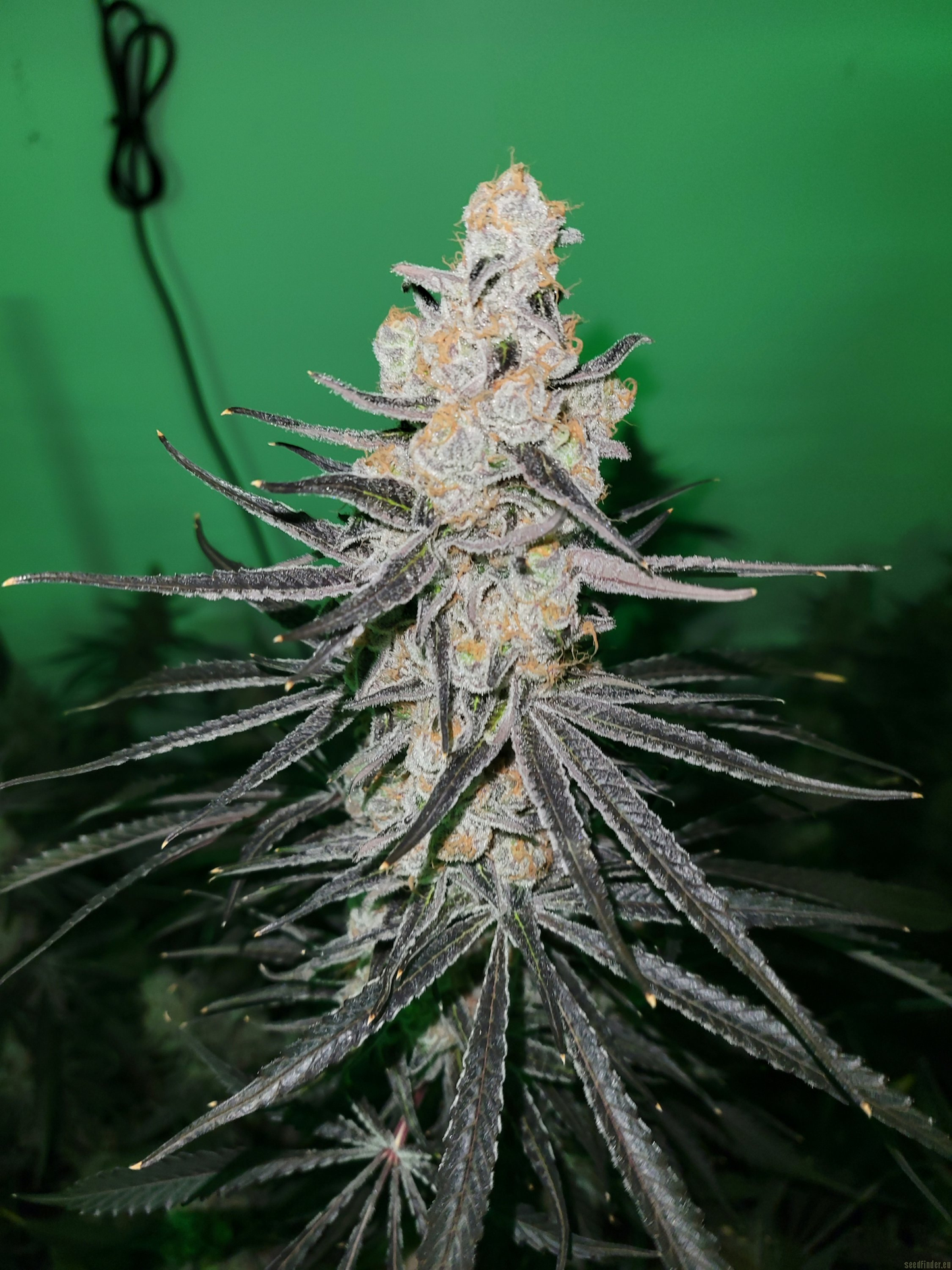 Terple (Mtn Trop Cut x Slurricane #7) 3 fem seeds