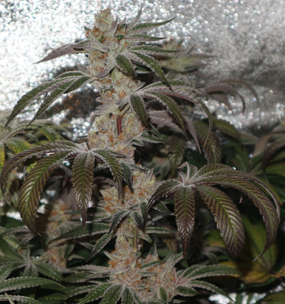 Terple (Mtn Trop Cut x Slurricane #7) 3 fem seeds