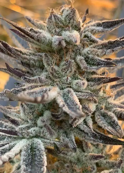 Terple (Mtn Trop Cut x Slurricane #7) 3 fem seeds