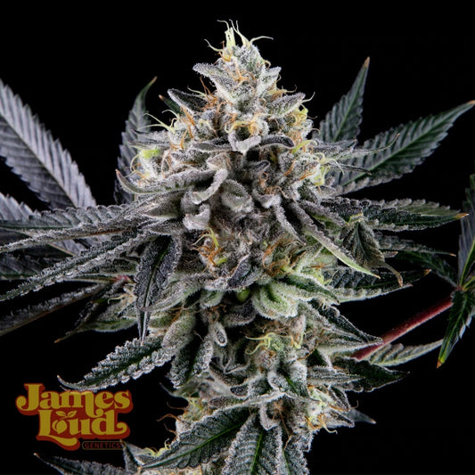 Frosted Biscotti Auto [Biscotti Auto x Frosted Gelato Auto] 3-Pack